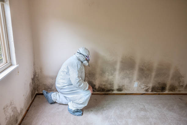 Best Post-Flood Mold Remediation in Rosemount, MN