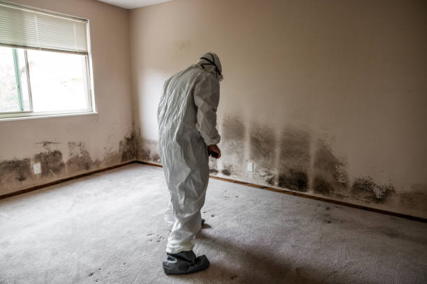 Best DIY Mold Remediation Support Services in Rosemount, MN